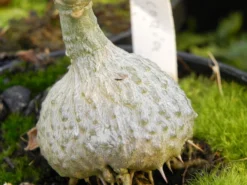 Antplant 'Myrmecodia Beccarii'