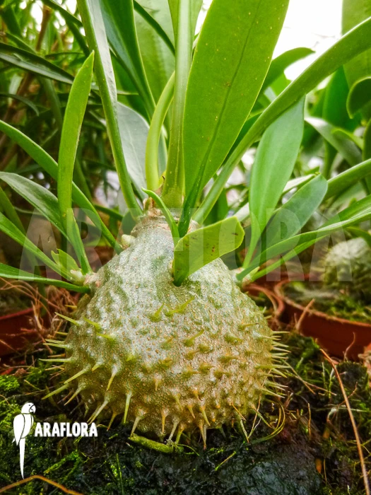 Antplant 'Myrmecodia Beccarii' 2 Antplant 'Myrmecodia Beccarii' - Image 2