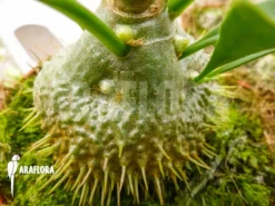 Antplant 'Myrmecodia Beccarii' 8 Antplant 'Myrmecodia Beccarii' -Green Haven Sales Store Myrmecodia beccarii 3