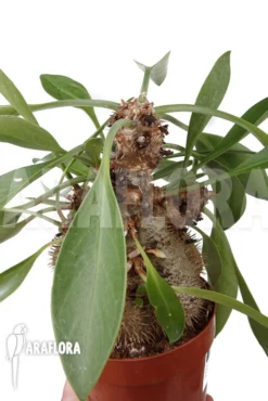 Antplant 'Myrmecodia Beccarii' 'L'