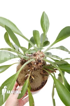 Antplant 'Myrmecodia Beccarii' 'L' -Green Haven Sales Store Myrmecodia beccarii L 3