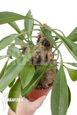 Antplant 'Myrmecodia Beccarii' 'L' -Green Haven Sales Store Myrmecodia beccarii L 4