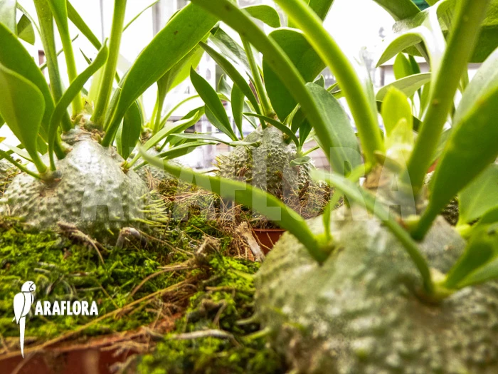 Antplant 'Myrmecodia Beccarii' 5 Antplant 'Myrmecodia Beccarii' - Image 5