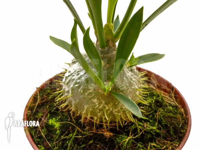 Antplant 'Myrmecodia Beccarii' 6 Antplant 'Myrmecodia Beccarii' - Image 6