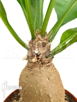 Antplant 'Myrmecodia Echinata'