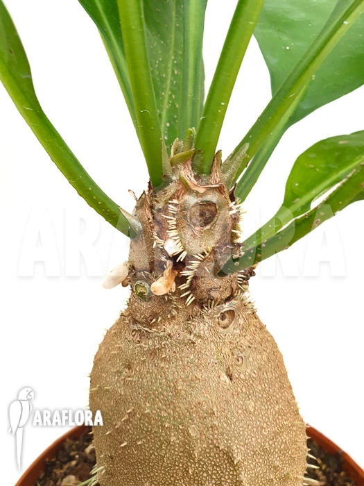 Antplant 'Myrmecodia Echinata' 1 Antplant 'Myrmecodia Echinata'