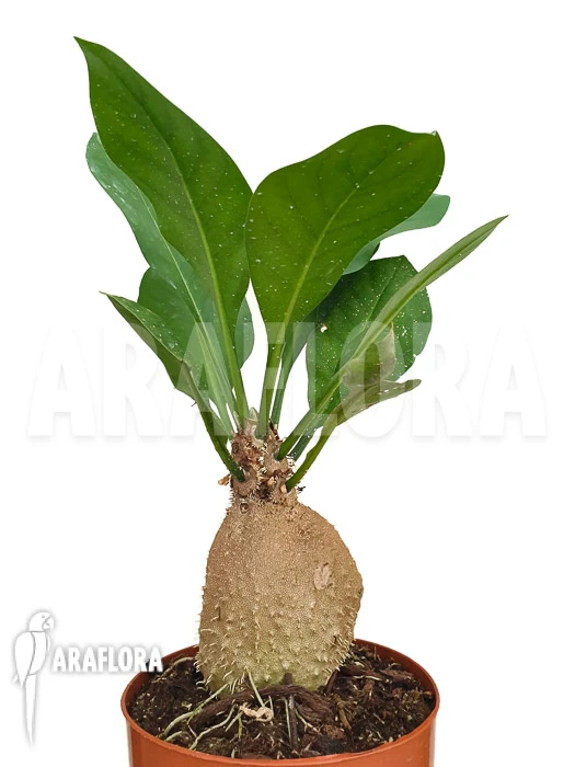 Antplant 'Myrmecodia Echinata' 2 Antplant 'Myrmecodia Echinata' - Image 2