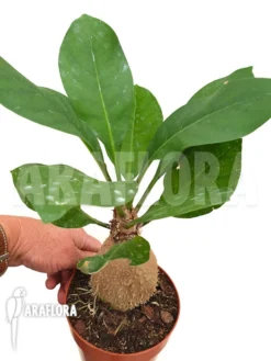 Antplant 'Myrmecodia Echinata' 6 Antplant 'Myrmecodia Echinata' -Green Haven Sales Store Myrmecodia echinata 3