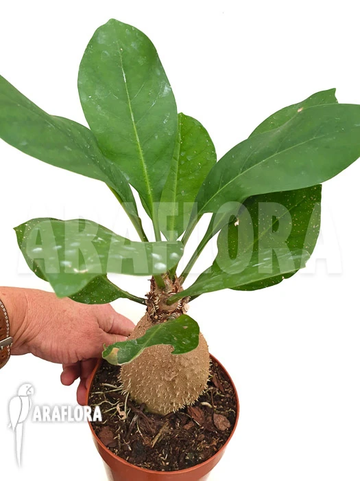 Antplant 'Myrmecodia Echinata' 3 Antplant 'Myrmecodia Echinata' - Image 3