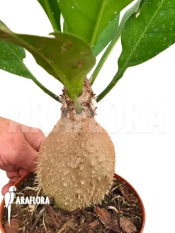 Antplant 'Myrmecodia Echinata' 7 Antplant 'Myrmecodia Echinata' -Green Haven Sales Store Myrmecodia echinata 4