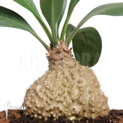 Antplant 'Myrmecodia Platytyrea'