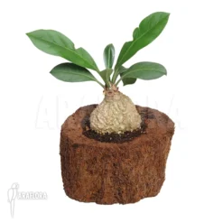 Antplant 'Myrmecodia Platytyrea' -Green Haven Sales Store Myrmecodia platytyrea 2