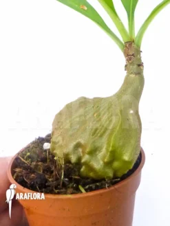 Antplant 'Myrmecodia Platytyrea' 'M'