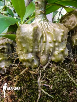 Antplant 'Myrmecodia Tuberosa'