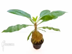 Antplant 'Myrmecodia Tuberosa' -Green Haven Sales Store Myrmecodia tuberosa 3