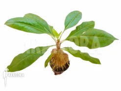 Antplant 'Myrmecodia Tuberosa' -Green Haven Sales Store Myrmecodia tuberosa 4