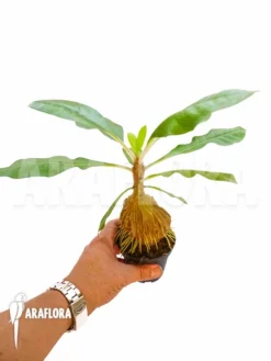 Antplant 'Myrmecodia Tuberosa' -Green Haven Sales Store Myrmecodia tuberosa 5