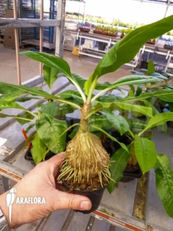 Antplant 'Myrmecodia Tuberosa' -Green Haven Sales Store Myrmecodia tuberosa 6