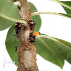 Antplant 'Myrmecodia Tuberosa' 'XL' -Green Haven Sales Store Myrmecodia tuberosa XL 2