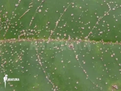 Antplant 'Myrmecodia Tuberosa' 'XL' -Green Haven Sales Store Myrmecodia tuberosa XL 4