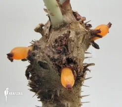 Antplant 'Myrmecodia Tuberosa' 'XL' -Green Haven Sales Store Myrmecodia tuberosa XL 5