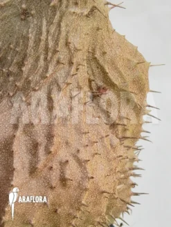 Antplant 'Myrmecodia Tuberosa' 'XL' -Green Haven Sales Store Myrmecodia tuberosa XL 6