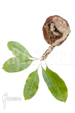 Antplant 'Myrmecodia Tuberosa' 'L' -Green Haven Sales Store Myrmecodia tuberosa XXL 2