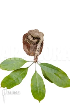 Antplant 'Myrmecodia Tuberosa' 'L' -Green Haven Sales Store Myrmecodia tuberosa XXL 3