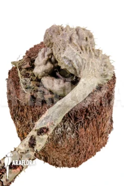 Antplant 'Myrmecodia Tuberosa' 'L' -Green Haven Sales Store Myrmecodia tuberosa XXL 4