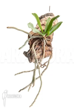 Orchid 'Mystacidium Capense'