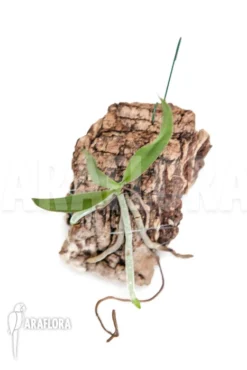 Orchid 'Mystacidium Capense' -Green Haven Sales Store Mystacidium capense 2