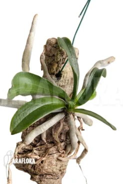 Orchid 'Mystacidium Capense' -Green Haven Sales Store Mystacidium capense 3