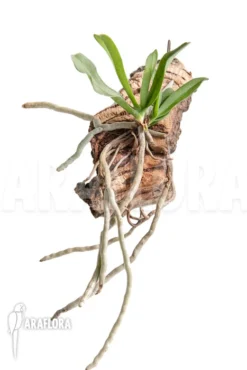 Orchid 'Mystacidium Capense' -Green Haven Sales Store Mystacidium capense 4