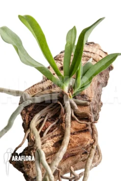 Orchid 'Mystacidium Capense' -Green Haven Sales Store Mystacidium capense 5