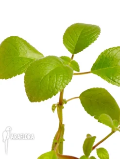 Nautilocalyx Bicolor