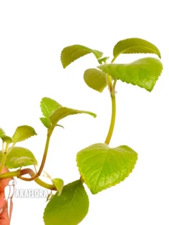 Nautilocalyx Bicolor -Green Haven Sales Store Nautilocalyx bicolor 2