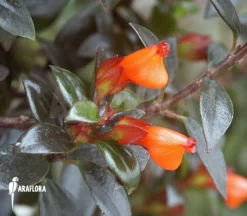 Nematanthus Gregarius