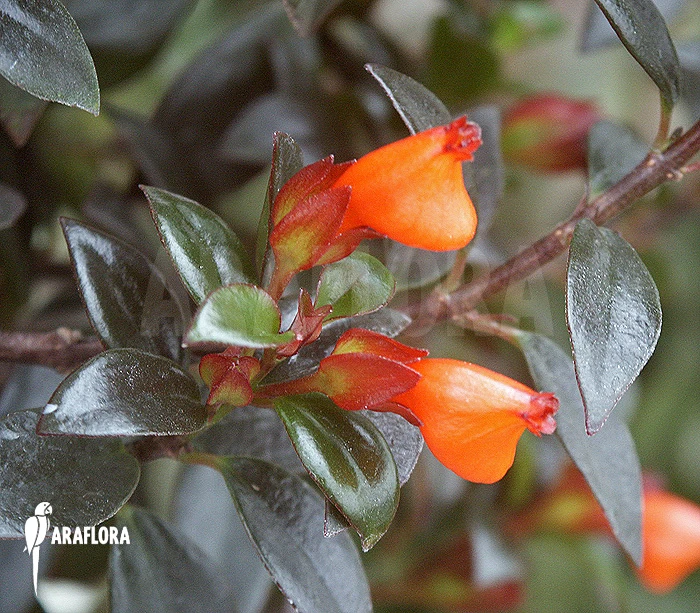 Nematanthus Gregarius 1 Nematanthus Gregarius