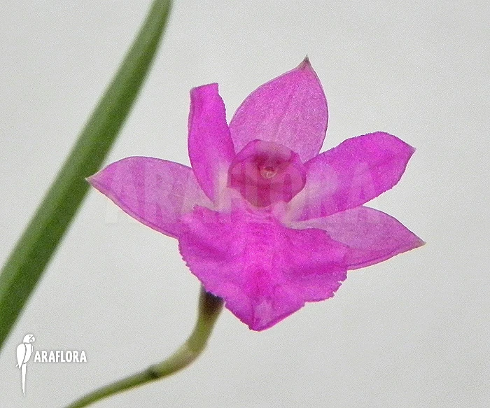Orchid 'Neolauchea Pulchella 'Isabelia Pulchella' 1 Orchid 'Neolauchea Pulchella 'Isabelia Pulchella'