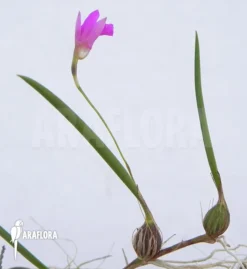 Orchid 'Neolauchea Pulchella 'Isabelia Pulchella' 3 Orchid 'Neolauchea Pulchella 'Isabelia Pulchella' -Green Haven Sales Store Neolauchea pulchella Isabelia pulchella 2