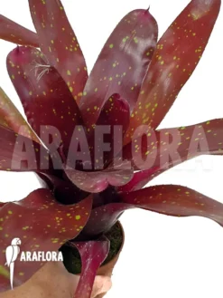 Bromeliad 'Neoregelia Clone B1'