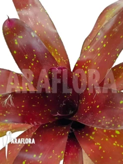 Bromeliad 'Neoregelia Clone B1' -Green Haven Sales Store Neoregelia clone20B1 3