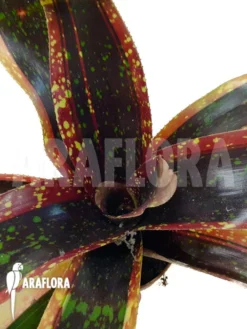 Bromeliad 'Neoregelia Clone B2' -Green Haven Sales Store Neoregelia clone20B2 3