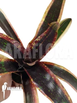 Bromeliad 'Neoregelia Clone B2' -Green Haven Sales Store Neoregelia clone20B2 4