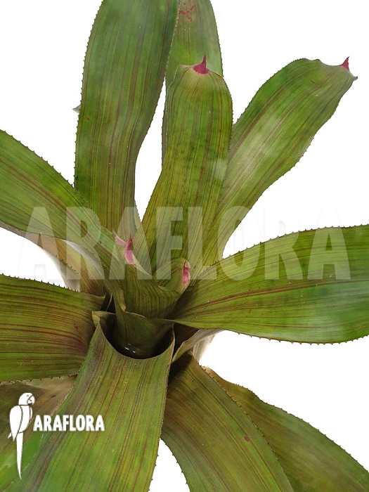 Bromeliad 'Neoregelia Clone B3' 1 Bromeliad 'Neoregelia Clone B3'