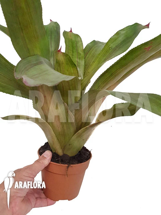 Bromeliad 'Neoregelia Clone B3' 2 Bromeliad 'Neoregelia Clone B3' - Image 2