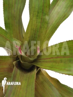 Bromeliad 'Neoregelia Clone B3' 5 Bromeliad 'Neoregelia Clone B3' -Green Haven Sales Store Neoregelia clone20B3 3