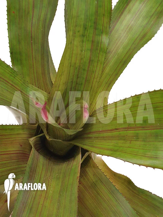 Bromeliad 'Neoregelia Clone B3' 3 Bromeliad 'Neoregelia Clone B3' - Image 3