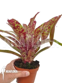 Bromeliad 'Neoregelia Clone B4' -Green Haven Sales Store Neoregelia clone20B4 2