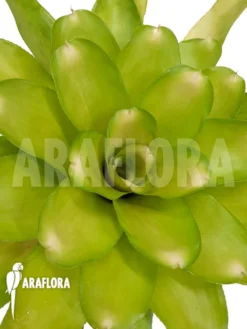 Bromeliad 'Neoregelia Clone B6'